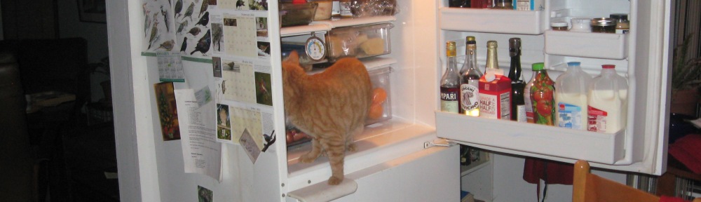 cat in refrigerator