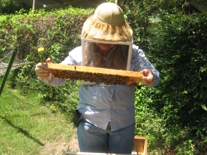 examining frame from bee hive