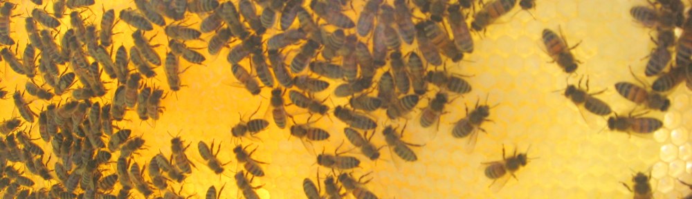 bees on frame of honey